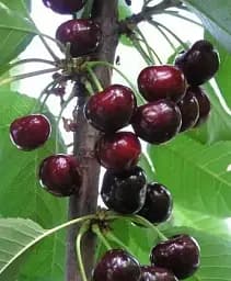 Саженец Agro-Market Вишня Чернокорка (летний сорт, среднеспелый срок созревания) 1 шт. в упаковке (17575)