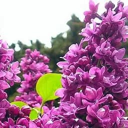 Саджанець Agro-Market Бузок махровий Вогні Донбасу (45636)