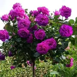 Троянда штамбова Agro-Market Кардинал Х'юм саджанець класу АА+ вищий сорт 1 шт. в упаковці (52735)