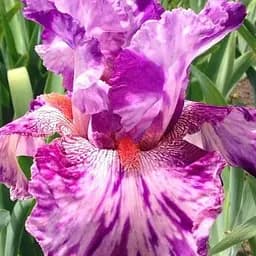 Ирис бородатый крупноцветковый "Squid Squirt" 1 шт (41139)