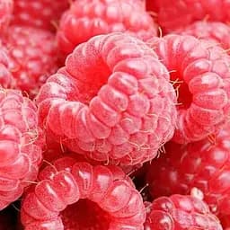 Саджанець Agro-Market Малина яскраво-червона Веселка (Rainbow) преміальний стійкий до захворювань сорт, середнього терміну дозрівання) 2 шт. в пакуванні (51173)