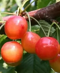 Саджанець Agro-Market Черешня рожева Амазонка (літній сорт, пізній термін дозрівання) 1 шт. в упаковці (35797)