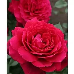 Роза в контейнере чайно-гибридная "Bellevue" (саженец класса АА+) (185748) 1 саженец