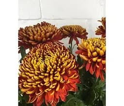 Саджанець Agro-Market Хризантема Chicago (низькоросла великоквіткова) (112784) 1 шт. в упаковці