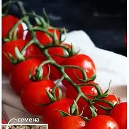 Насіння Весна на вагу Томат Дитячий солодкий ціна за 1 г (49399)