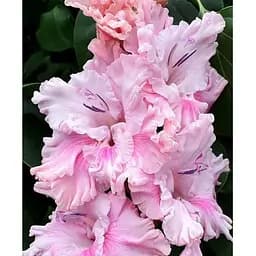 Луковица Agro-Market Гладиолус Soft Innocence (184721) 3 шт