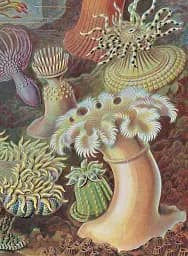 The Art and Science of Ernst Haeckel - мініатюра 3