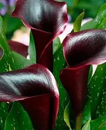 Саджанець Agro-Market Калла Schwarzwalder 1 шт. в упаковці (23431)