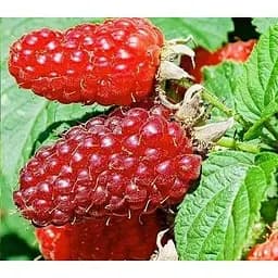 Саджанець Agro-Market Ожиномалина Букінгем Тайберрі 2-річна укорінена в контейнері 1 саджанець (180975)