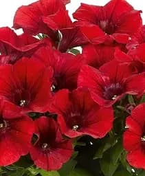 Петунія Agro-Market Surprise Red ампельна контейнер №10 висота 10-15 см 1 саджанець в упаковці