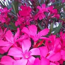 Саджанець Agro-Market Олеандр запашний Nerium oleander Paris (вічнозелений, ароматний кущ) (75855)