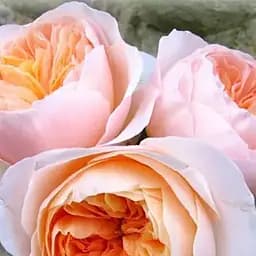 Троянда штамбова Agro-Market Джульєтта Juliet саджанець класу АА+ 1 шт. в упаковці (182859)