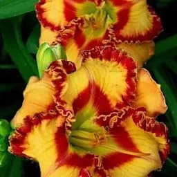 Лілійник "California Connection" (сортовий вкорінений в контейнері С1,2) (186008) 1 саженец