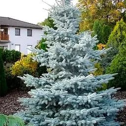 Ель голубая Agro-Market колючая Hoopsiі С7.5 высота 50-60 см 188132 1 саженец в упаковке