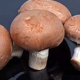 Сухий зерновий міцелій «Печериця королівська коричнева» 10г (45508)