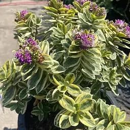 LMTD Хэббе Agro-Market Variegata 20-25 см (188348) 1 саженец в упаковке Нидерланды