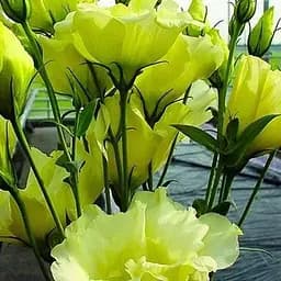 Эустома махровая "Borealis Green" укоренена в контейнере Р9 (51989) 1 саженец