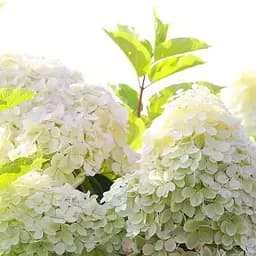 Саджанець Agro-Market Гортензія волотиста біла Танцююча біла ніч (Dance White Midnight) (контейнер P9) (103407)