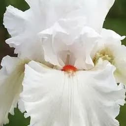 Ирис бородатый крупноцветковый "Nordika" 1 шт (25696)