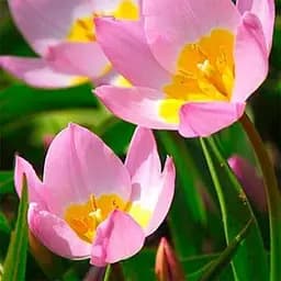 Тюльпан Saxatilis розмір 7/8 в упаковці 3 шт. (39317)