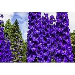 Дельфініум "Чорний лицар" (Зіпер) Весна 0.1г (183412)