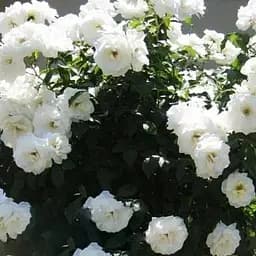 Троянда штамбова Agro-Market Боніка саджанець класу АА+ вищий сорт 1 шт. в упаковці (23374)