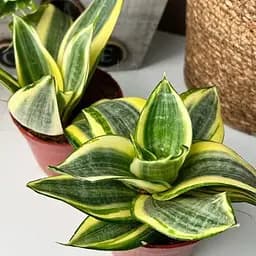 Саженец Agro-Market Сансевиерия Golden Hahnii высота растения 15-25 см (181122) 1 шт. в упаковке