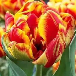 Тюльпан "Allegretto" 3 шт (17269)