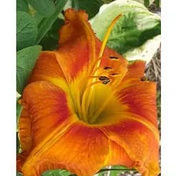 Лілійник "Tuscawilla Tigress" (51084) 1 шт