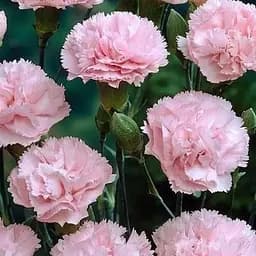 Гвоздика Махрова "Oscar Pink" (контейнер № 10 висота 10 см) (71801) 1 саженец