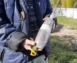 Саджанець Agro-Market Малинове дерево Атлант (один з найкращих сортів в світі!) 1 шт. в пакуванні (46065) - мініатюра 3