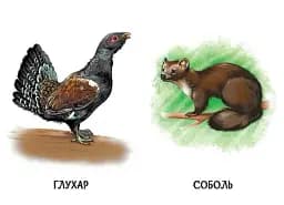 22 картинки. Улюблені тварини - - мініатюра 2