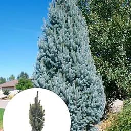 Ель колючая Agro-Market голубая колонновидная Iseli Fastigiate ком/сетка высота 120-130 см 185202 1 саженец в упаковке