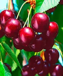 Саджанець Agro-Market Черешня Наполеон чорна (літній сорт, пізній термін дозрівання) 1 шт. в упаковці (24000)