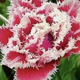 Тюльпан "Brest" (186252) 2 шт