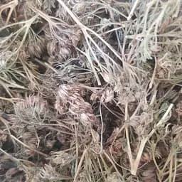 100 г очиток пурпурный/заячья капуста трава сушеная - свежий урожай