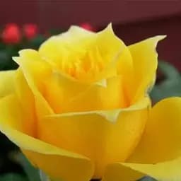 Роза чайно-гибридная Agro-Market Penny Lane саженец класса АА+ высший сорт 1 шт. в упаковке (181562)