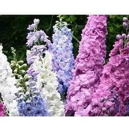 Дельфиниум многолетняя смесь Весна 0.1г (16306)