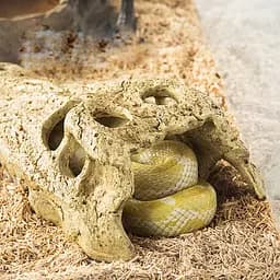 Крокодилячий череп Repti-Zoo Crocodile Skull M ERS34S 11x6x4 см - декоративне укриття для тераріуму та акваріуму - мініатюра 5