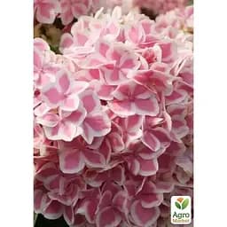 Саджанець Agro-Market Гортензія крупнолиста Forever and ever Peppermint (183475) 1 шт. в упаковці - мініатюра 2