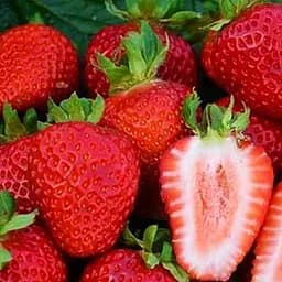 Саджанець Agro-Market Полуниця Сан Андреас (San Andreas) (ремонтантний сорт) 5 шт. в пакуванні (37284)