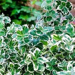 Саджанець Agro-Market Бересклет Форчун Emeral Gaiety (48494)