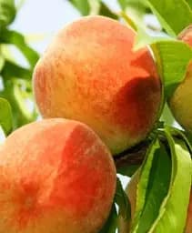 Саджанець Agro-Market Персик Вардені (літній сорт, дуже ранній термін дозрівання) (101888)