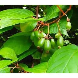 Саджанець Agro-Market Актинідія світло-зелена Красуня (Beauty) (преміальний стійкий до захворювань сорт, пізнього строку дозрівання) 1 саджанець (51166)