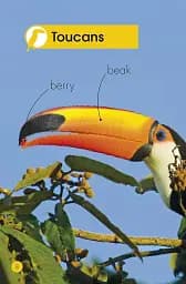 Jungle Animals. Discover the Secrets of the Jungle! - мініатюра 4