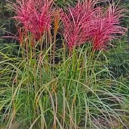 Міскантус китайський Rotfeder С1.5 (182229) 1 саженец