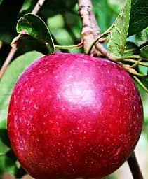 Саджанець Agro-Market Яблуня Джонатан (зимовий сорт, пізній термін дозрівання) 1 шт. в упаковці (25650)