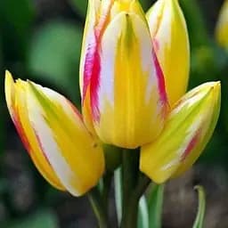 Тюльпан "Antoinette" (размер 11/12, большой) 3 шт (39309)