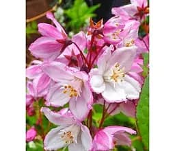 Саженец Agro-Market Дейция пурпурная Kalmiiflora (177162) 1 шт. в упаковке