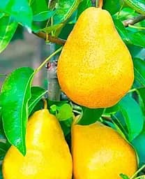 Саджанець Agro-Market Груша Абат Фетель (зимовий сорт, пізній термін дозрівання) (35451) 1 шт. в упаковці - мініатюра 2